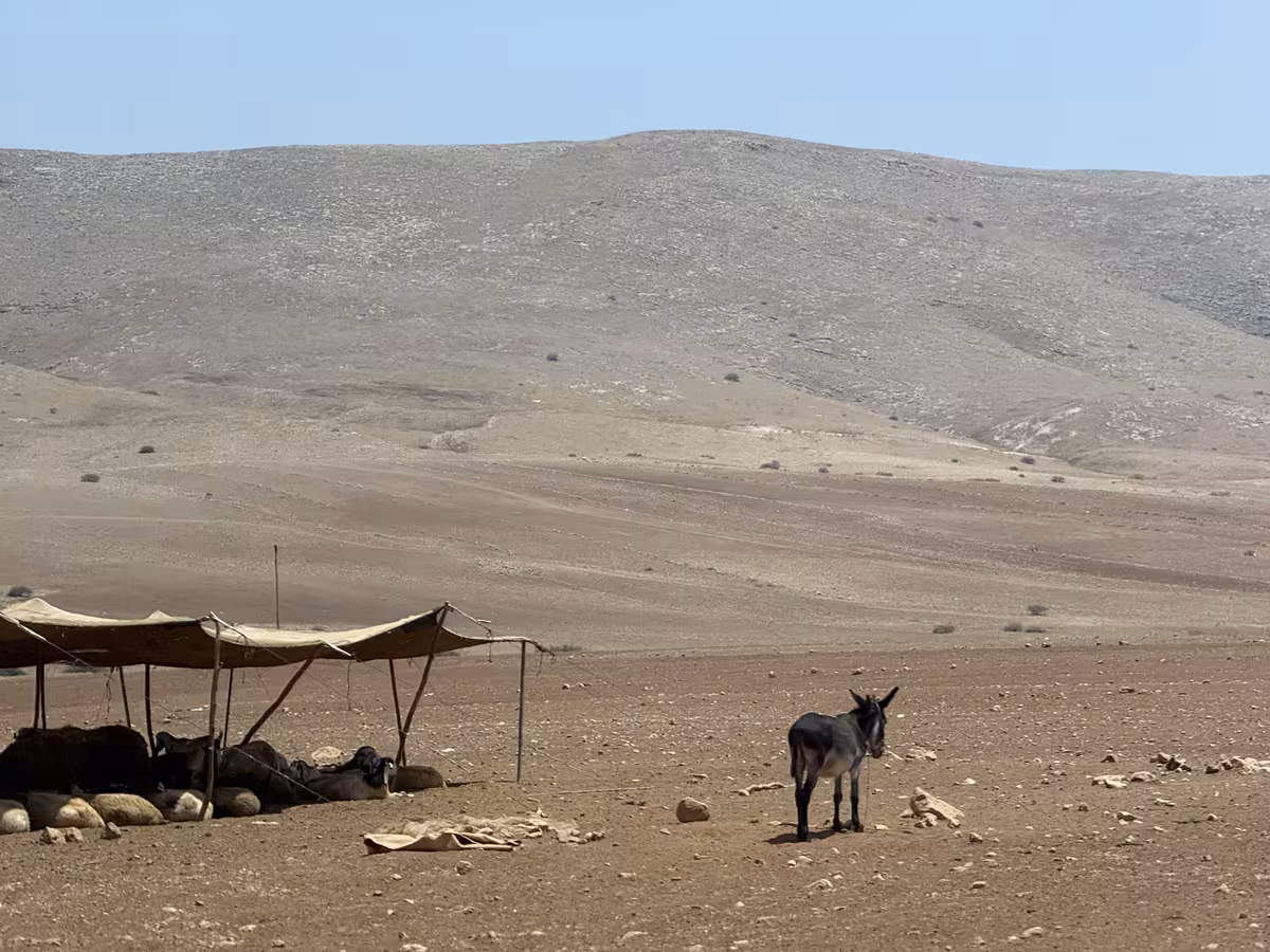 Burro de una familia palestina en medio del desierto de Cisjordania. Fuente: The Political Room
