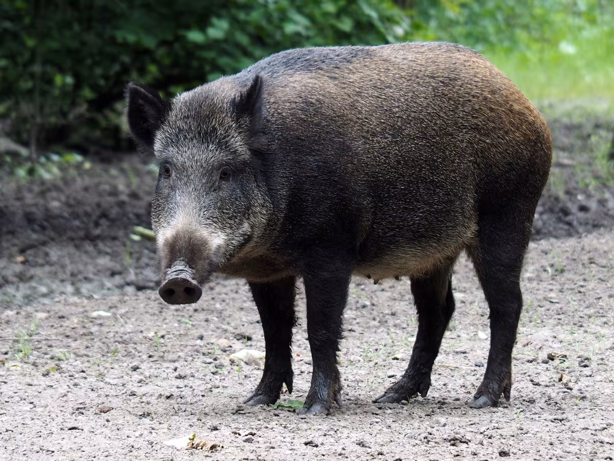 El jabalí es el único animal en el que se han detectado casos de peste porcina africana en este nuevo brote. Fuente: Ed van Duijn